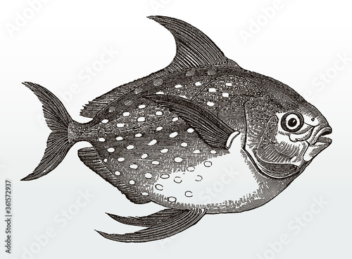 Opah, lampris guttatus, a worldwide distributed marine fish in side view