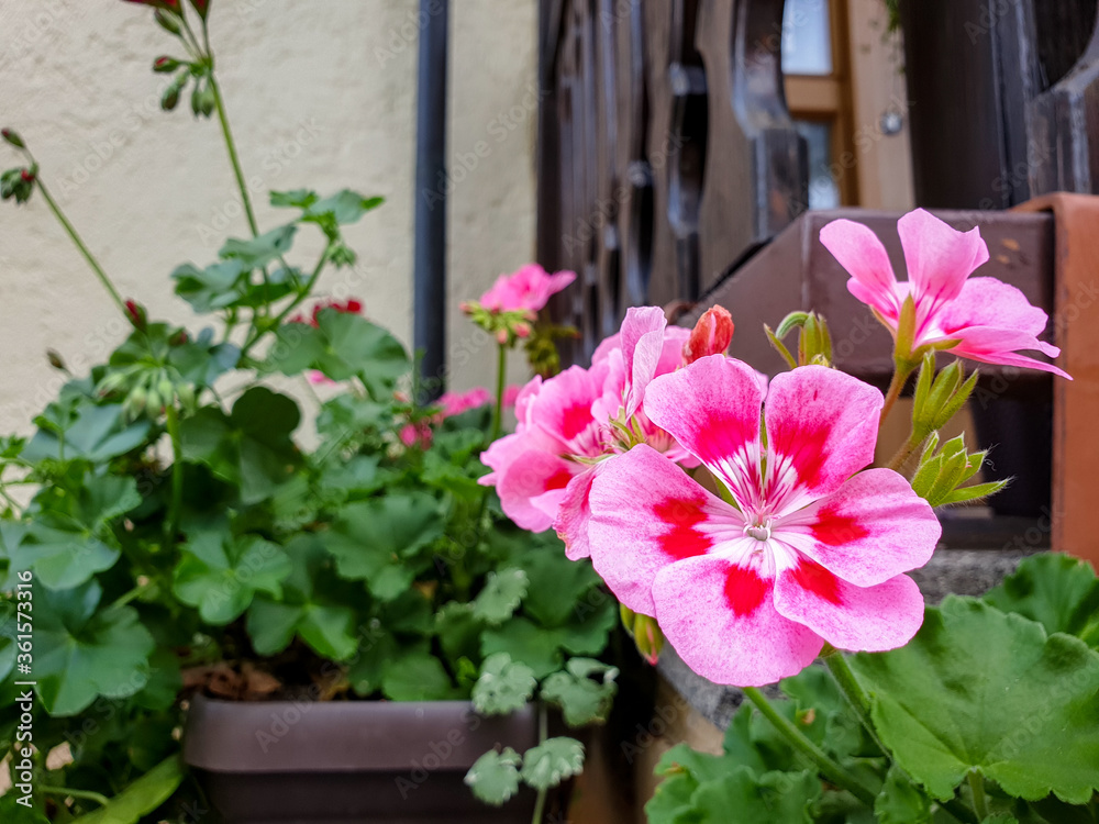 pink flower, rose geranium in Heilbronn in Germany