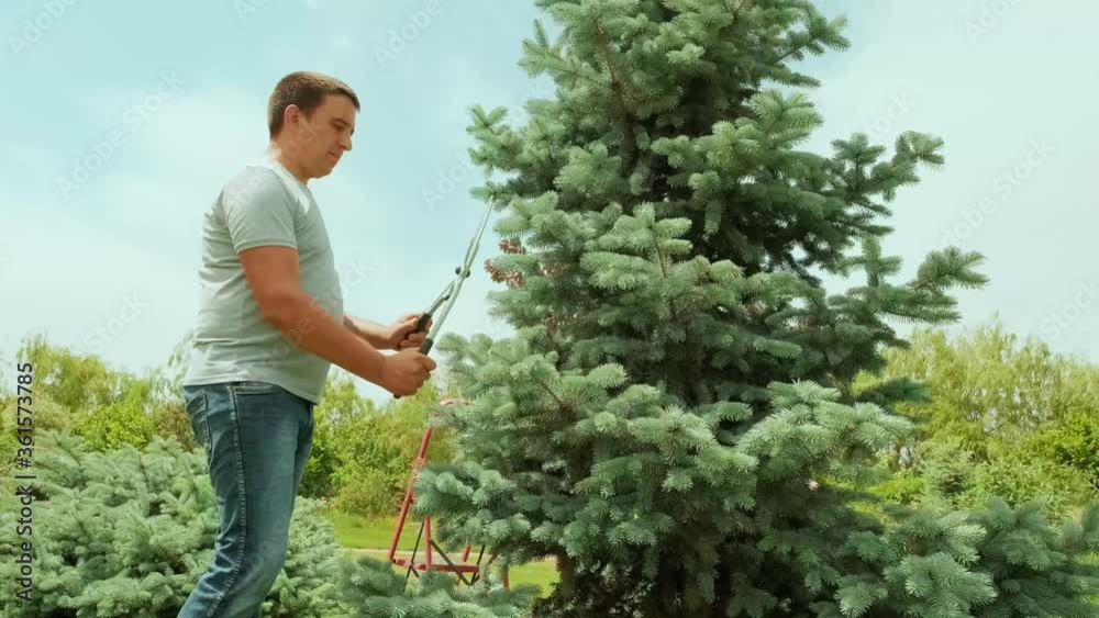 A gardener clipping the pine tree with shears standing on a stepladder in the summer garden