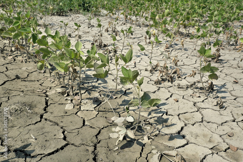 Photographie Drought after flood in soy bean field with cracked land