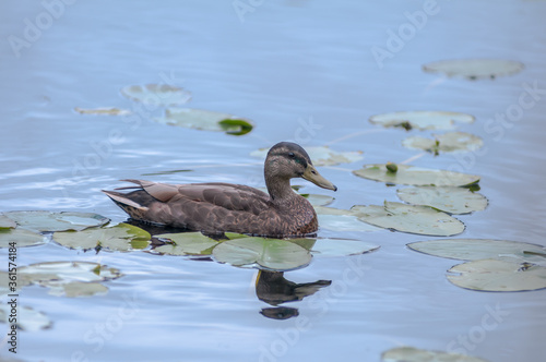 Canard se promenant sur un lac au Le Boisée de la Pointe St-Gilles un des parc de la ville de Baie Comeau 