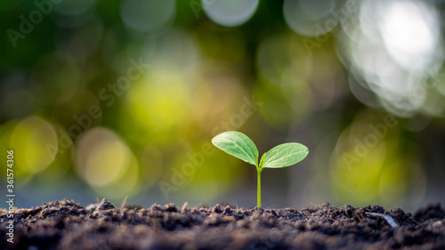 The sapling is growing from fertile soil, including the evolution of plant growth and the soft sunlight in the morning. The concept of ecology and agriculture. photo