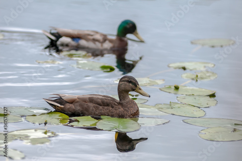 Canard se promenant sur un lac au Le Boisée de la Pointe St-Gilles un des parc de la ville de Baie Comeau 