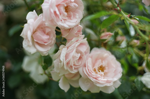 Close up of bunch of pale pink colored roses in garden. A rose is a woody perennial flowering plant of the genus Rosa, in the family Rosaceae.       