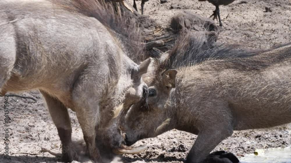 Male Warthogs Play Fighting On The Waterhole In Botswana, South Africa - wide shot Male Warthogs Play Fighting On The Waterhole In Botswana, South Africa - wide shot
