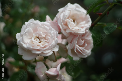 Close up of bunch of pale pink colored roses in garden. A rose is a woody perennial flowering plant of the genus Rosa, in the family Rosaceae.       
