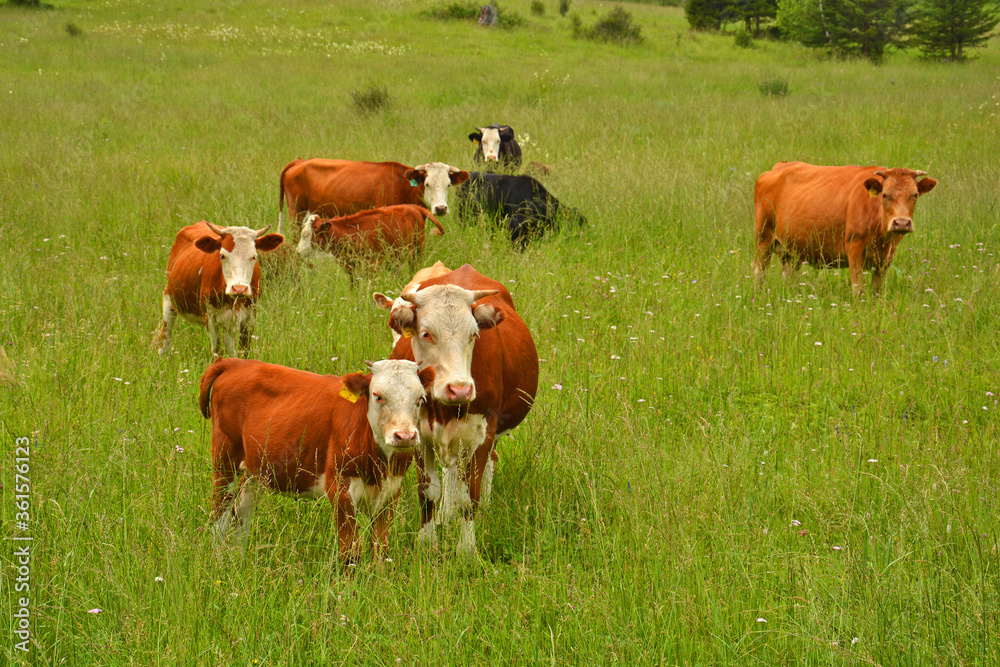 Cows grazing in a pasture in the mountains