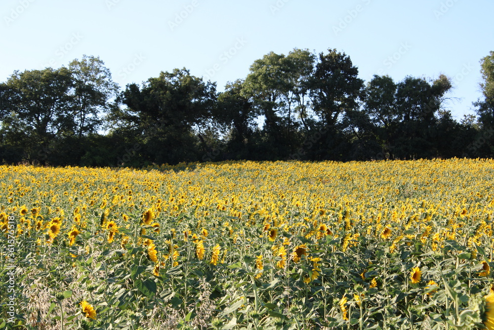 Obraz premium field of sunflowers