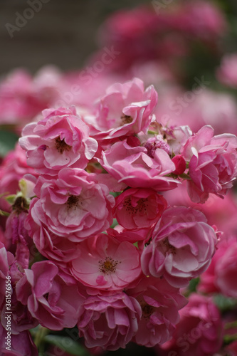 Close up of bunch of  pink colored roses in garden. A rose is a woody perennial flowering plant of the genus Rosa, in the family Rosaceae.       