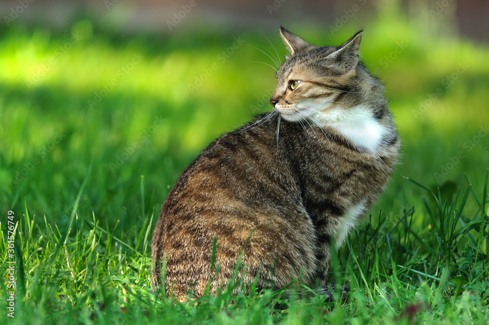 The cat is sitting on the grass. Feline profile. Copy space for text. The cat is sitting on the grass. Feline profile. Copy space for text.