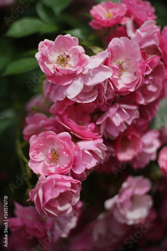 Close up of bunch of  pink colored roses in garden. A rose is a woody perennial flowering plant of the genus Rosa, in the family Rosaceae.       