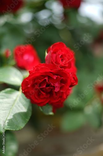 Close up of bunch of red colored roses in garden. A rose is a woody perennial flowering plant of the genus Rosa, in the family Rosaceae.     