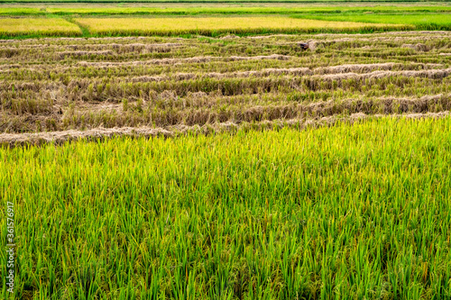 Rice field in different stages; producing grains, yellowing, and harvested.
