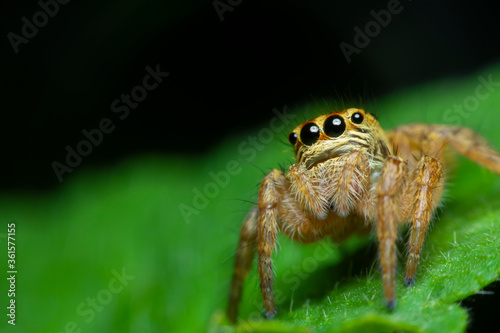 A cute baby spider. Close up the Jumping spider on the leaves. Jumping spiders have some of the best vision among arthropods and use it in courtship, hunting, and navigation. 
