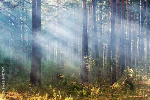 Sunbeams pour through trees in siberian pine forest