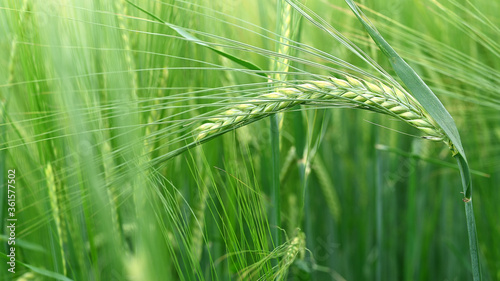 green wheat field with ears