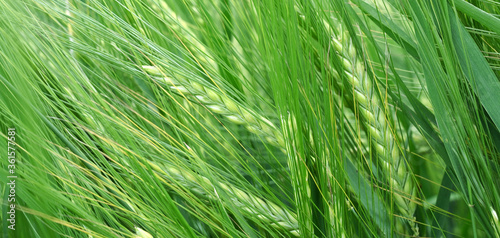 Barley ferry in a summery barley field as a panorama. Agriculture and Farming. 
