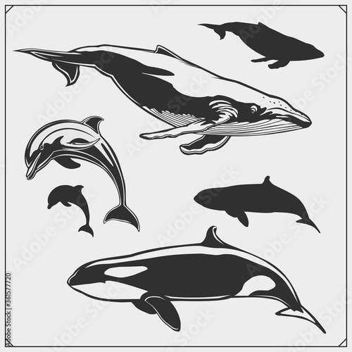 Vector set of sea animals. Dolphin, grampus silhouettes.