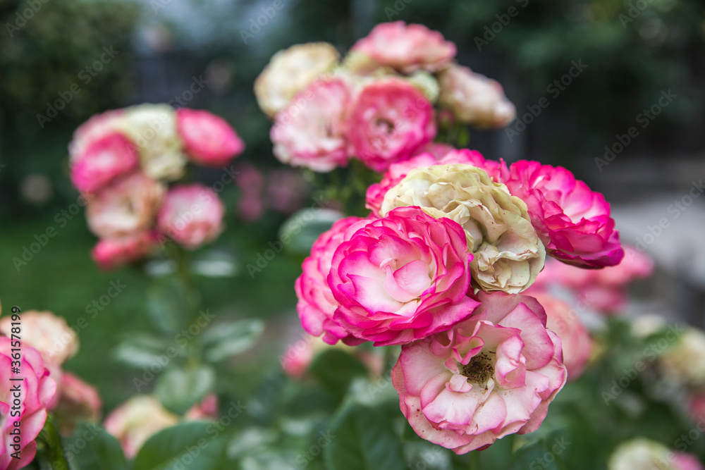 pink roses in garden