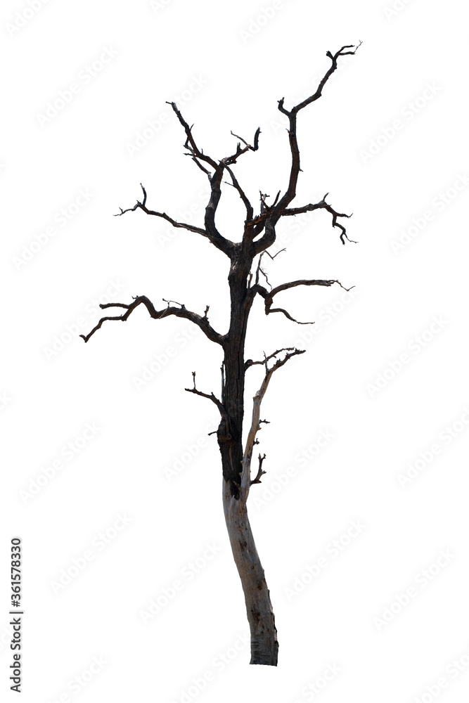 Dead trees in the natural white background