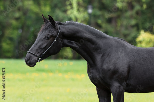 Portrait of a beautiful black horse stands on natural summer background  head closeup
