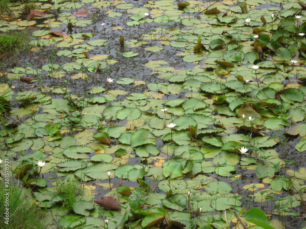 water lilly lotus leaves water lilly lotus leaves