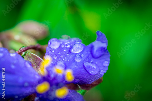 violet flower closeup photo