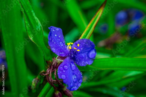 blue flower in the garden photo