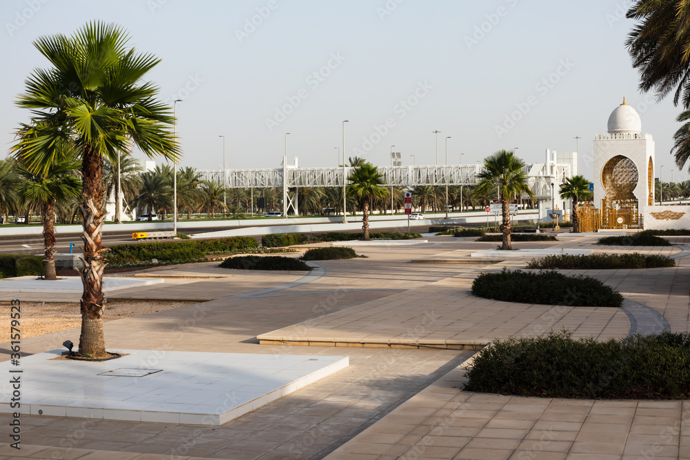 fresh palm dates fruits and trees in emirates