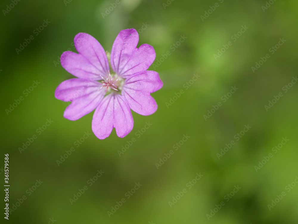 she is free this little lady called wild geranium, ein storchschnabel in mitten von Grün