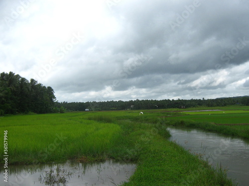 paddy field with water
