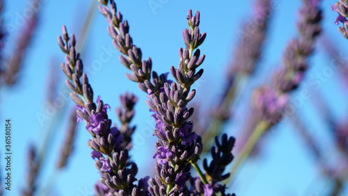 close up on lavender on blue sky © M.studio
