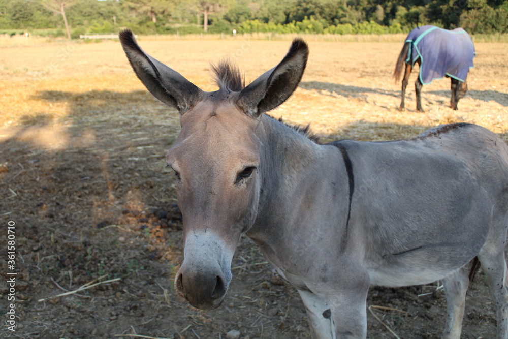 Fototapeta premium donkey in the field