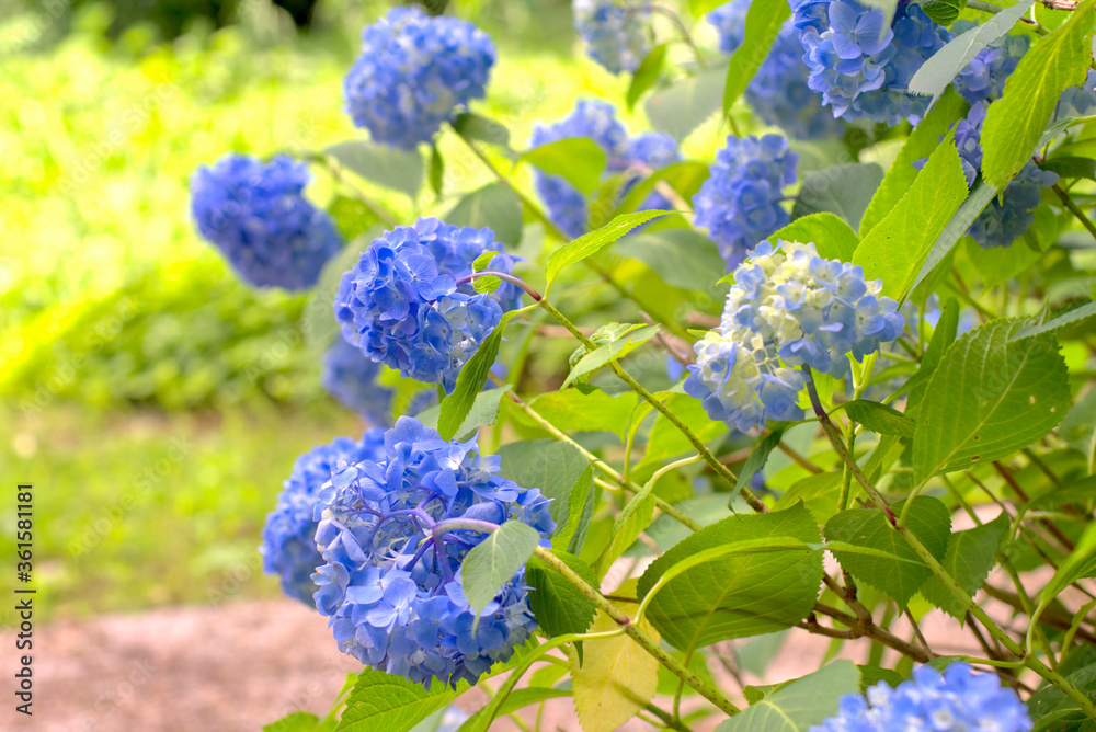 晴れ間の紫陽花