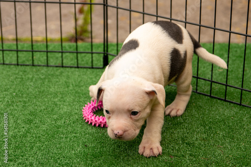 Cute Staffordshire bull terrier puppies in the sunshine
