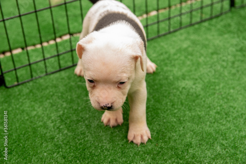 Cute Staffordshire bull terrier puppies in the sunshine