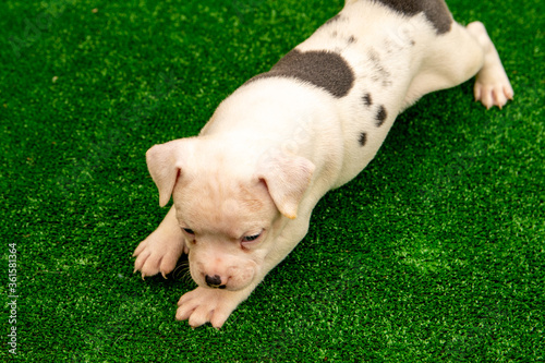 Cute Staffordshire bull terrier puppies in the sunshine