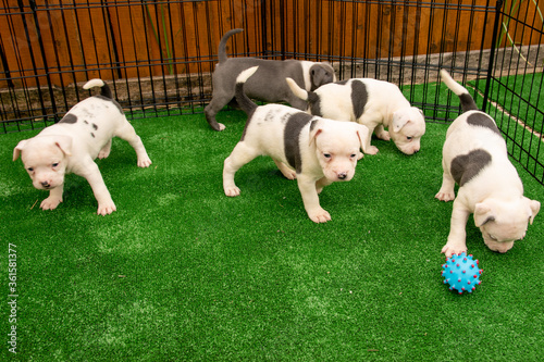 Cute Staffordshire bull terrier puppies in the sunshine