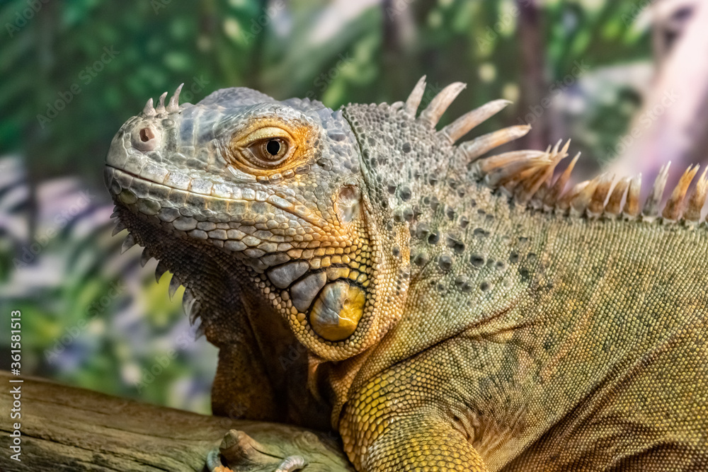 The iguana is green. Iguana iguana. close up. The iguana is green. Iguana iguana. close up.