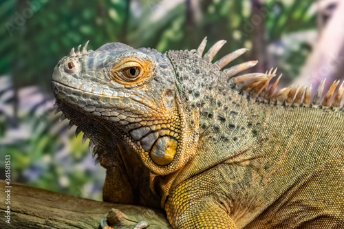 The iguana is green. Iguana iguana. close up. © pablofilatelly
