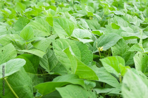 Wallpaper Mural Green leaves of green mung bean trees in organic agricultural fields pattern close-up. Torontodigital.ca