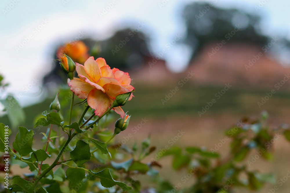 orange rose, orange Floribunda rose in Germany orange rose, orange Floribunda rose in Germany