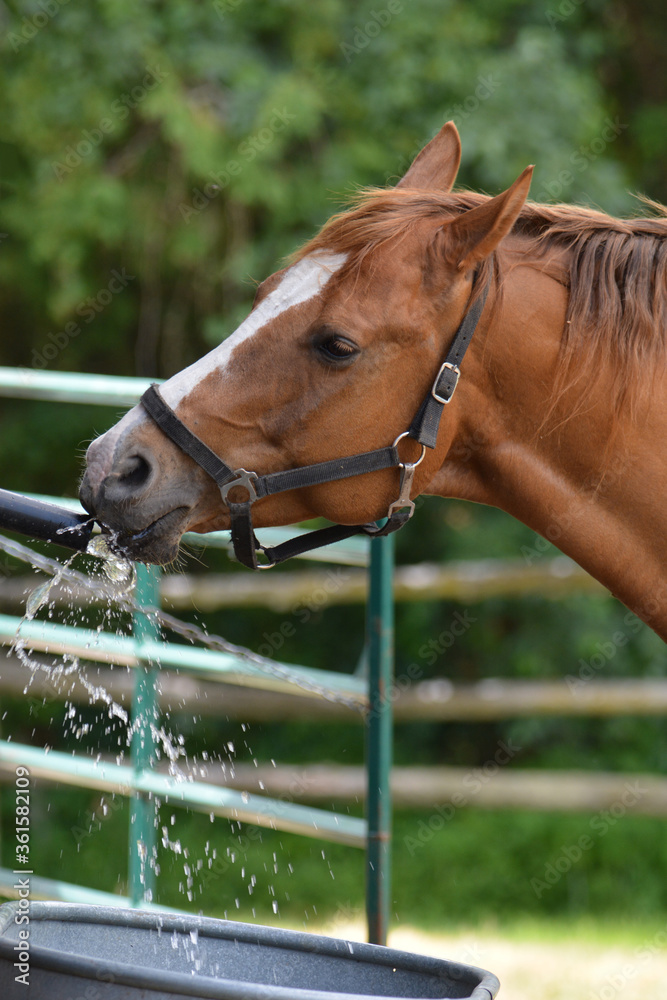 Fototapeta premium Funny horse drinking and playing with water as the water trough fills up