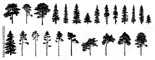 Set of tree silhouettes of different types and shapes isolated on white background. Illustration. photo