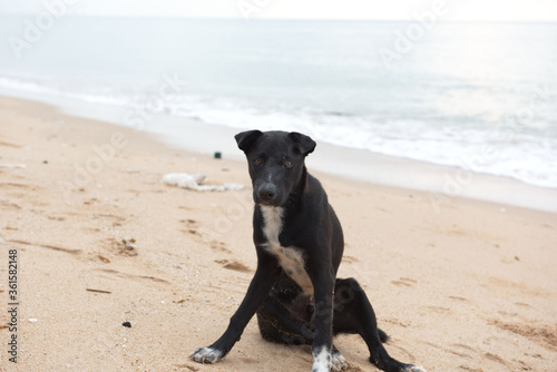 A black stray dog ​​with a white stripe in the middle of his body sat in to wonder at the tourists. The dog is sitting on a sandy beach with white waves and white garbage bags in the back. 