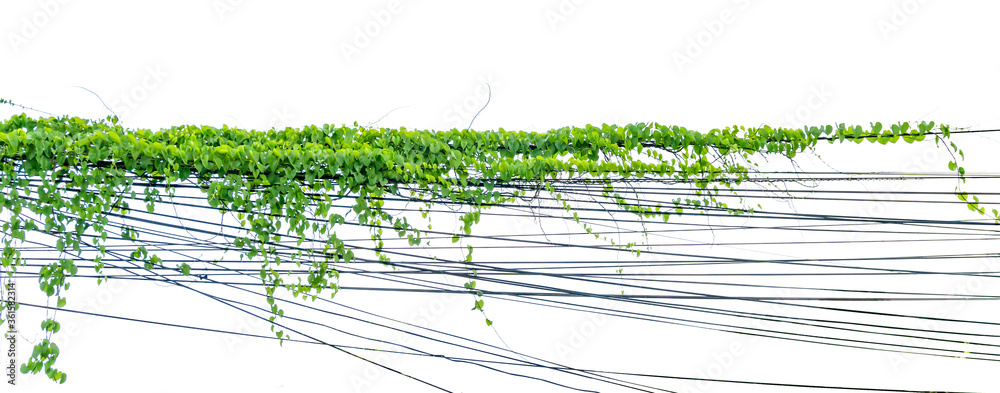 Tropical ivy tree leaves growing in garden on white isolated background