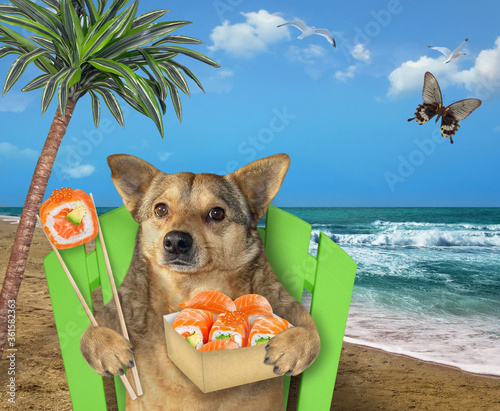 Canvas Print The beige dog with a paper box of sushi is resting on a beach chair under a palm tree on the tropical beach of the sea