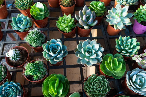 Small decorative flower pots with succulents. View from above. Decor with fresh flowers © Kate