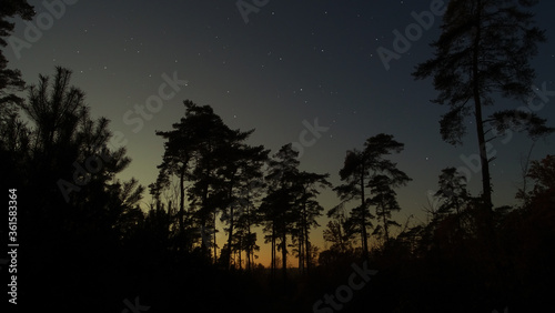 night sky with trees