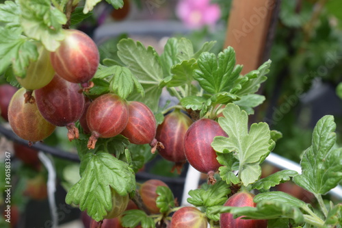 rote sTachelbeeren photo